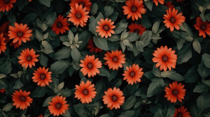 Obraz premium Vibrant Orange Flowers Surrounded by Lush Green Leaves in a Beautiful Garden Setting, Showcasing Nature's Stunning Color Palette and Floral Arrangement