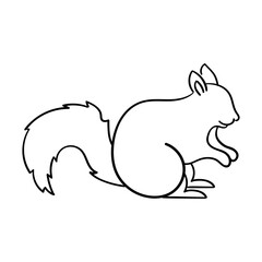 squirrel