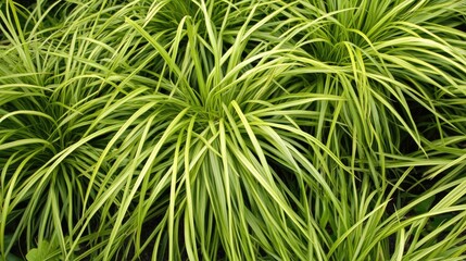 Lush and Vibrant Ornamental Grass with Striking Green and Yellow Stripes in a Garden Setting, Perfect for Enhancing Landscaping Designs and Natural Spaces