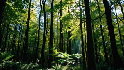 Fototapeta premium A vibrant forest filled with tall trees, lush greenery, and dappled sunlight filtering through the leaves, woodlands, wild