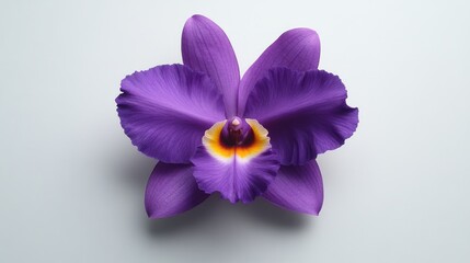 Obraz premium Elegant Purple Orchid Bloom with Vibrant Petals Against a Soft White Background Perfect for Nature Themed Projects, Floral Designs, and Relaxation Aesthetics