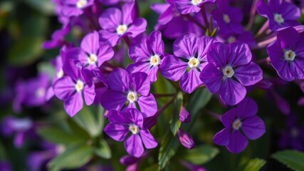 Fototapeta premium A close-up shot of vibrant purple flowers in full bloom with green leaves in the background, vibrant, flora