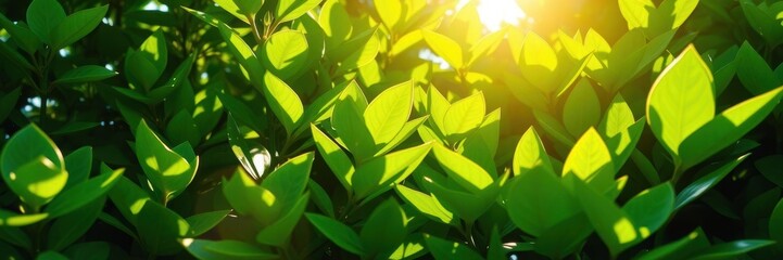Vibrant green leaves of plants with sunlight filtering through, showcasing the beauty and importance of solar energy and nature, beauty, growth