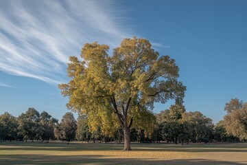 Fototapeta premium A solitary tree with autumn leaves under a clear blue sky in a spacious park setting.