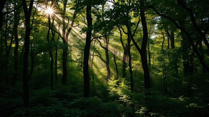 Naklejka premium Lush green forest with sunlight streaming through dense trees conveying vulnerability and fragility of nature, fragile, conservation