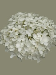 White hydrangea bloom on gold background 