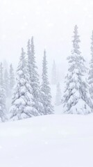 Naklejka premium A serene winter landscape with snow-covered trees in a foggy atmosphere.