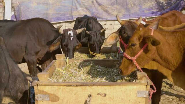 A close-up image of cows and buffalo grazing together.