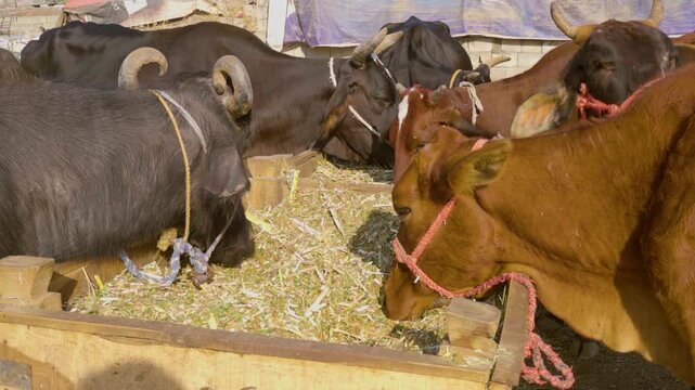A detailed shot of cows and buffaloes feeding side by side.