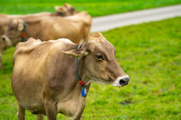 Cows pasture in Alps. Cows on alpine meadow in Switzerland. Cow pasture grass. Cow pasture green alpine meadow. Cow grazing on green field. Cows in a mountain field. Cow on mountain pasture in Alps.