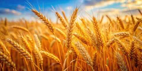 Fototapeta premium Wheat Texture Background for Farmer Concept â€“ Rustic Agriculture, Field Harvesting, Grain Crop, Nature Photography, Organic Farming, Rural Agriculture, Natural Textures