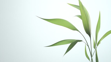 Fototapeta premium A close-up of green leaves against a soft, light background, symbolizing nature and tranquility.