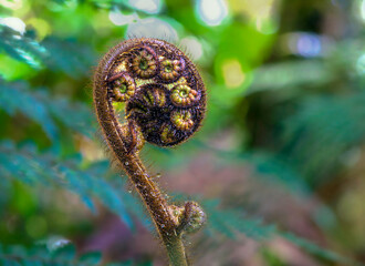 fern in the rain forest in Fiordland