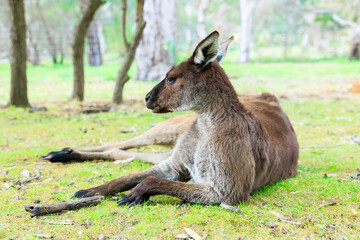 寝そべってリラックスするカンガルー