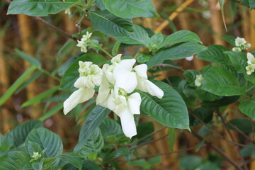 close-up white blossoms against dark green leaves