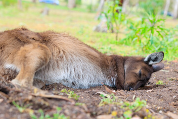 寝そべってリラックスするカンガルー