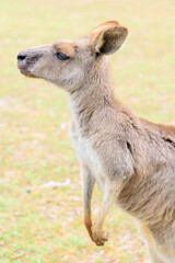 オーストラリアのカンガルー　縦写真