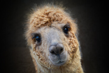 Sweet Brown Llama Face With Heart Nose Long Lashes