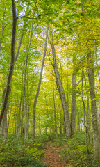 forest in the morning
