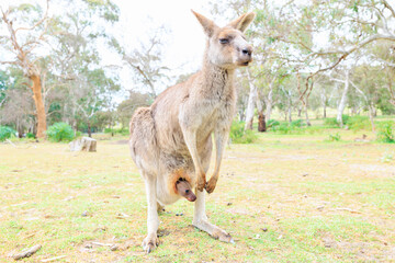 親の袋から顔を出すカンガルーの赤ちゃん