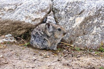 Himalayan Pika,Ochotona himalayana, a small mammal seen in the village of Thaknag at altitude of 4130 meters on route to the Base camp of Mera Peak,a 6476 meter high peak in the Khumbu Himalayas,Nepal