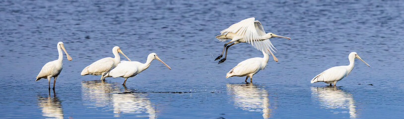Young Yellow billed spoonbills (platalea flavipes) on a shallow lake