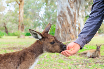 人懐っこいオーストラリアのカンガルー