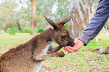 人懐っこいオーストラリアのカンガルー