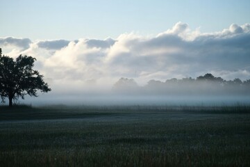 Silhouetted tree against a hazy, misty morning sky.