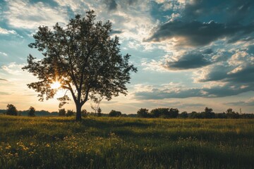 Obraz premium Silhouetted tree in a field with the sun setting behind it.