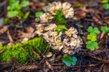 Violet-pored bracket fungus (Trichaptum abietinum) in the forest.