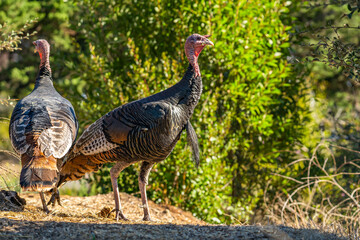 Wild turkeys (Meleagris gallopavo) walking in a park.
