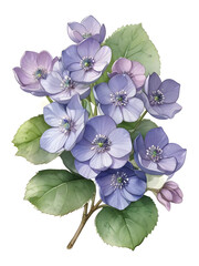 Hepatica Watercolor Flower Nature Art