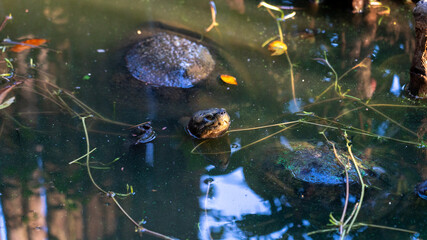 Turtles in a pond