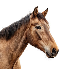 Naklejka premium A horse isolated on a transparent background