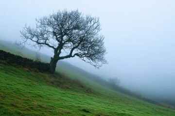 Obraz premium Solitary tree on a foggy field.