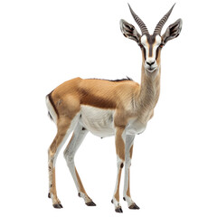 An antelope isolated on a transparent background
