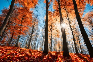 Obraz premium Autumn forest with orange and red leaves clear blue sky sunlight filtering through, Ai Generated