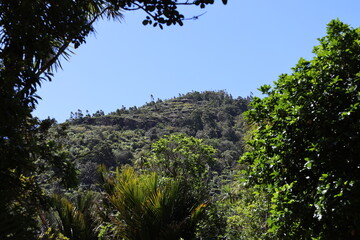 densely forested hills rising into clear blue sky
