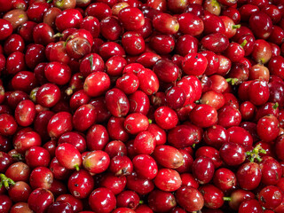 Beautiful red coffee cherries, lots of it, nature, colombian coffee in sunlight.