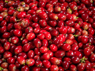 Beautiful red coffee cherries, lots of it, nature, colombian coffee in sunlight.