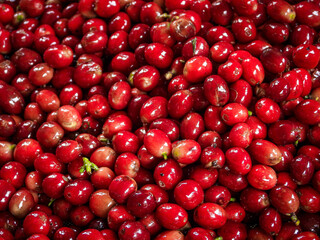 Beautiful red coffee cherries, lots of it, nature, colombian coffee in sunlight.