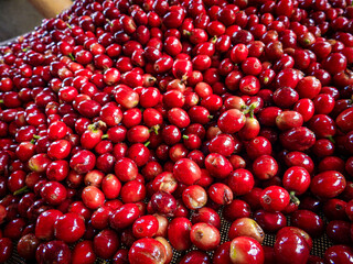 Beautiful red coffee cherries, lots of it, nature, colombian coffee in sunlight.