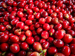 Beautiful red coffee cherries, lots of it, nature, colombian coffee in sunlight.