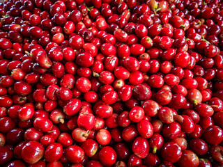 Beautiful red coffee cherries, lots of it, nature, colombian coffee in sunlight.