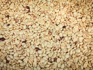Beautiful white coffee beans (biji kopi putih, yahweh bayda), detailed, delicious in sunlight farm.