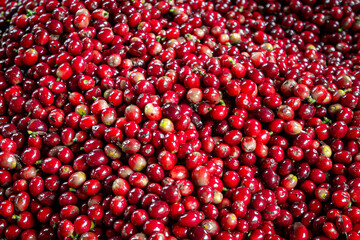 Beautiful red coffee cherries, lots of it, nature, colombian coffee in sunlight.