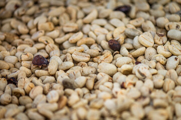 Beautiful white coffee beans (biji kopi putih, yahweh bayda), detailed, delicious in sunlight farm.