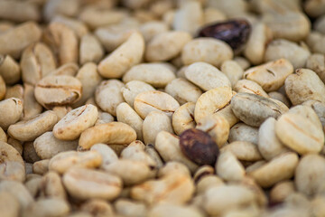 Beautiful white coffee beans (biji kopi putih, yahweh bayda), detailed, delicious in sunlight farm.