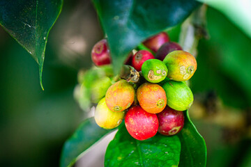 Beautiful Coffee Cherries, both ripe and unripe, green, yellow, orange and red, very colorful variations.